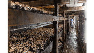 Mushroom coalition files antidumping petition