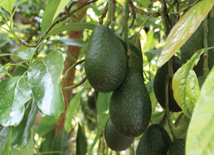Avocado Appeal