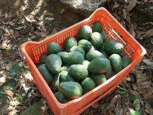 Mexico avocado crate