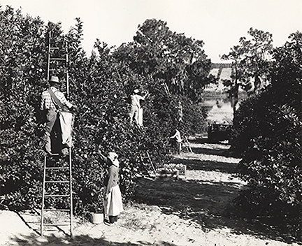FL_1910_Pickers
