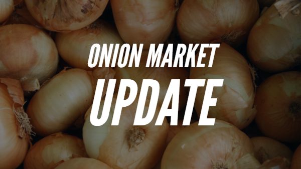 Steadier onion market this spring, summer after chaotic start
