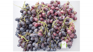 Oppy Autumn Royal Grapes Treated with Hazel
