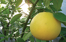 TX_Orange