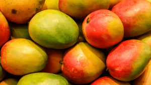 mangos stock