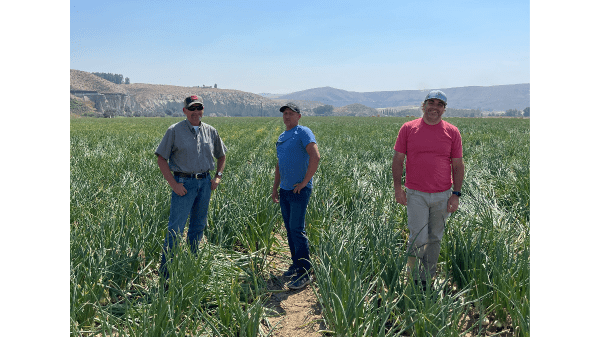 Onions 52 starts fall onion season in Northwest
