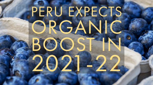 Peru expects big boost in organic blueberry exports in 2021-2022