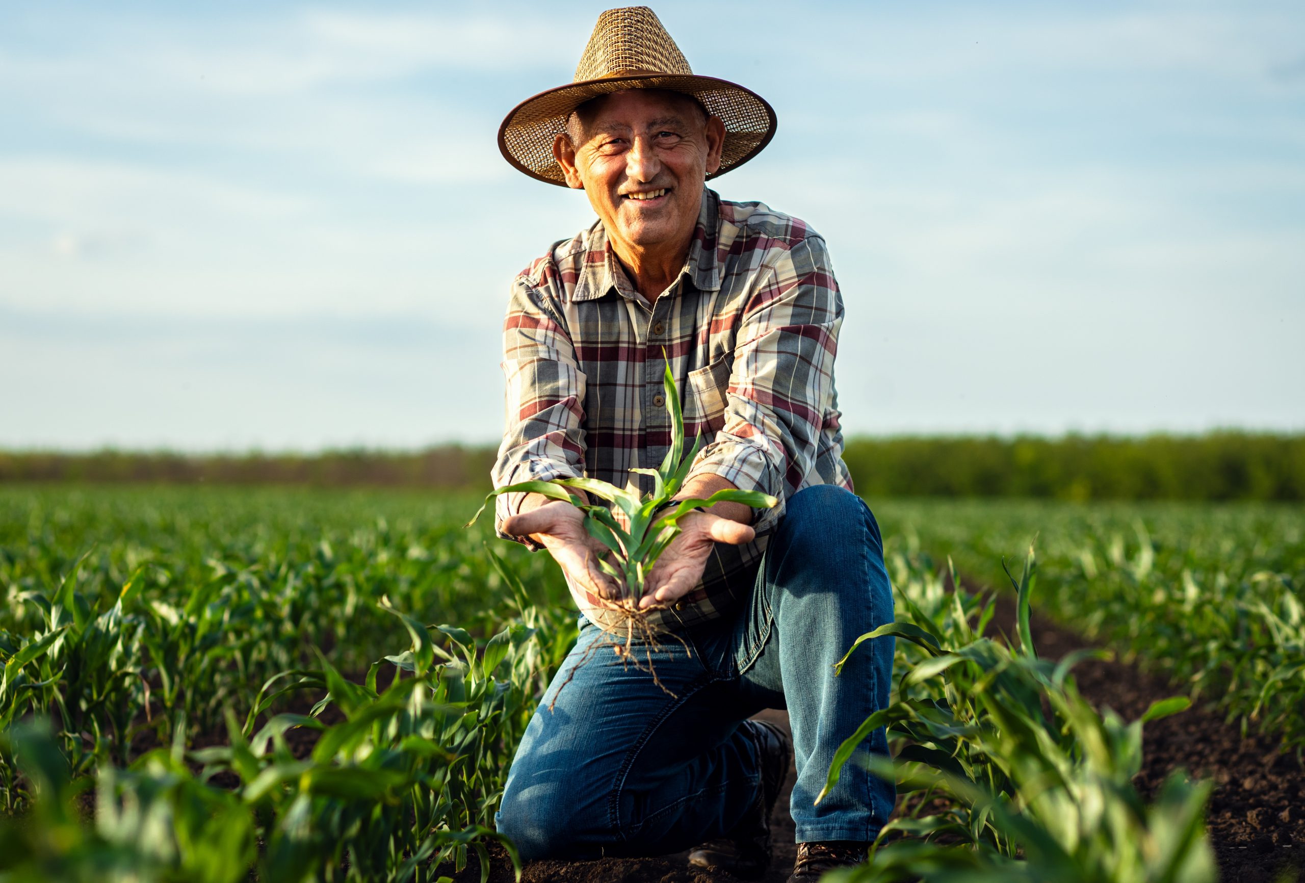 Portrait,Of,Senior,Farmer,In,Corn,Field,Looking,At,Camera