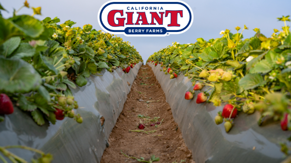 California Giant forecasts strong Spring and Summer strawberry supplies