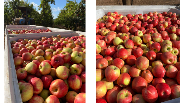 Honeybear Brands starts Chilean apple season