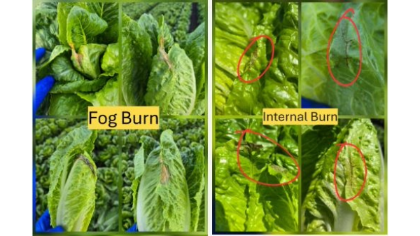 Lettuce markets remain depressed with heavy supplies and weak demand