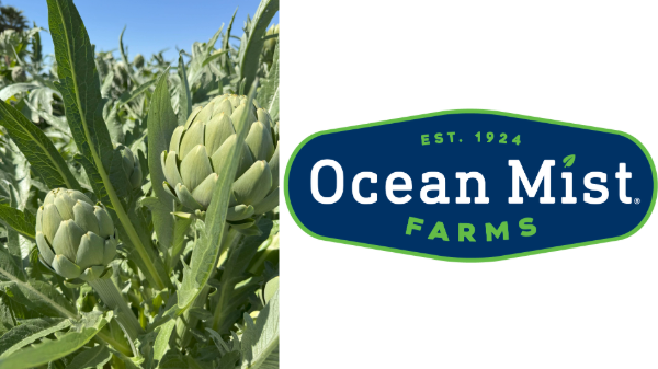 Ocean Mist Farms transitions to summer artichoke season