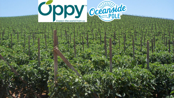 West Coast Tomato and Oppy add red peppers to tomato partnership