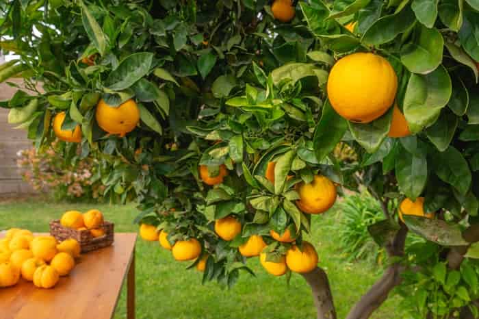 Blue Book’s Business Valuation Report offers Epic Produce a reliable market value estimate and strategic insights.