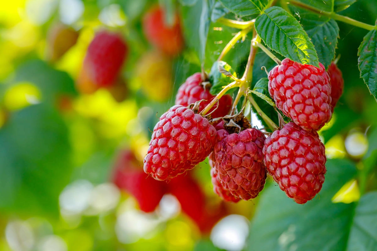 Southern Specialties uses the Blue Book to identify fraudsters looking to purchase over $90,000 in produce.