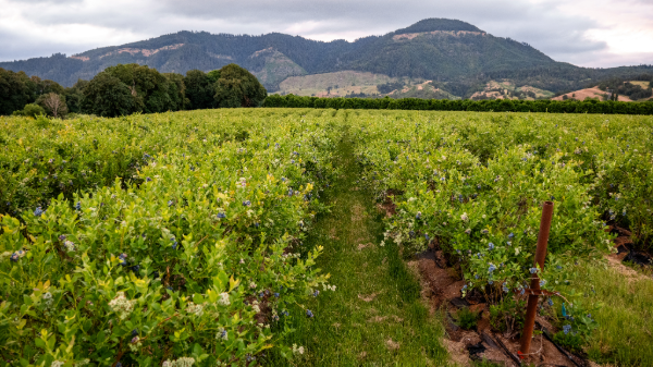 Superfresh Growers releases blueberry consumer data ahead of Pacific Northwest season