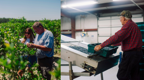 Happy Dirt grower expands organic blueberry acreage to meet demand