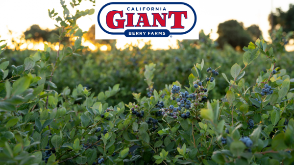 California Giant forecasts strong Northwest blueberry season
