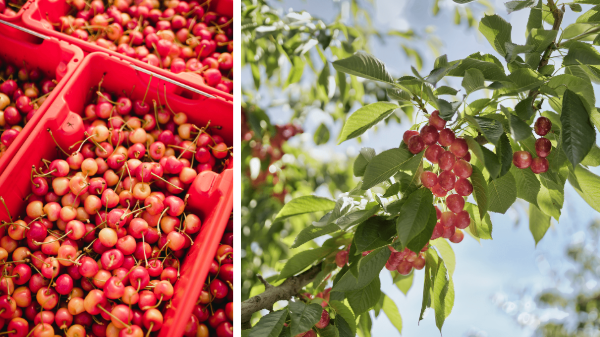 CMI Orchards starts Skylar Rae cherry season