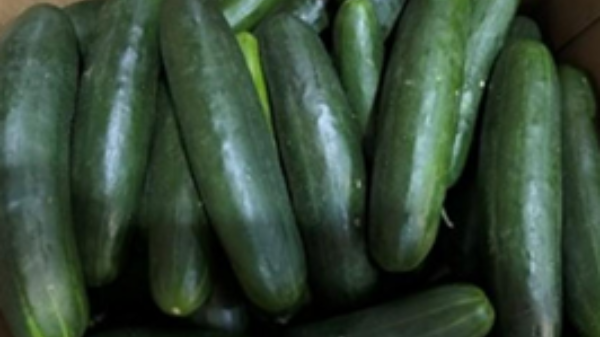 FDA still investigating multistate salmonella outbreak linked to cucumbers