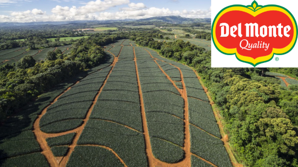 Del Monte preps for International Pineapple Day