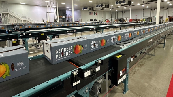 Georgia peaches exported to Mexico after decades-long absence