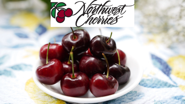 Northwest cherry growers project larger summer crop
