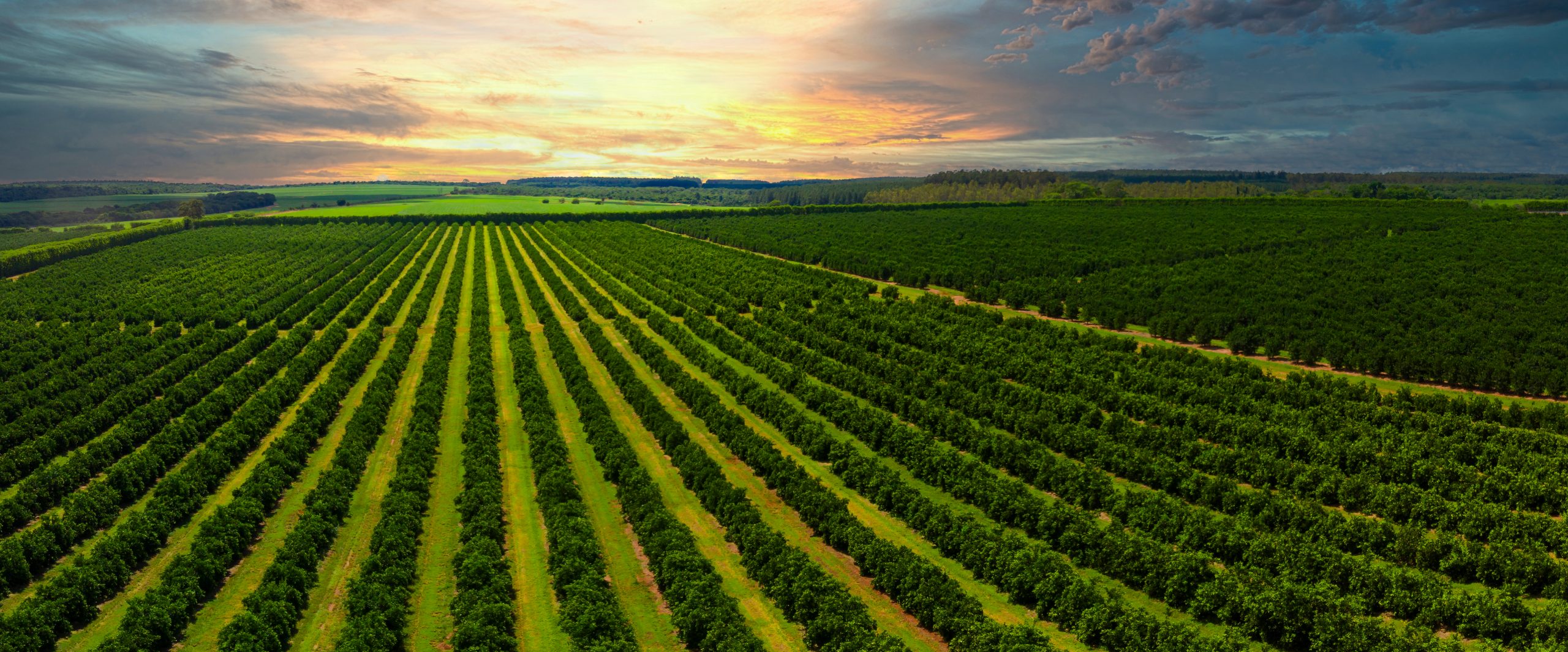 Spotlight on Toronto & Ontario, Part 1: Growers, crops, and supply