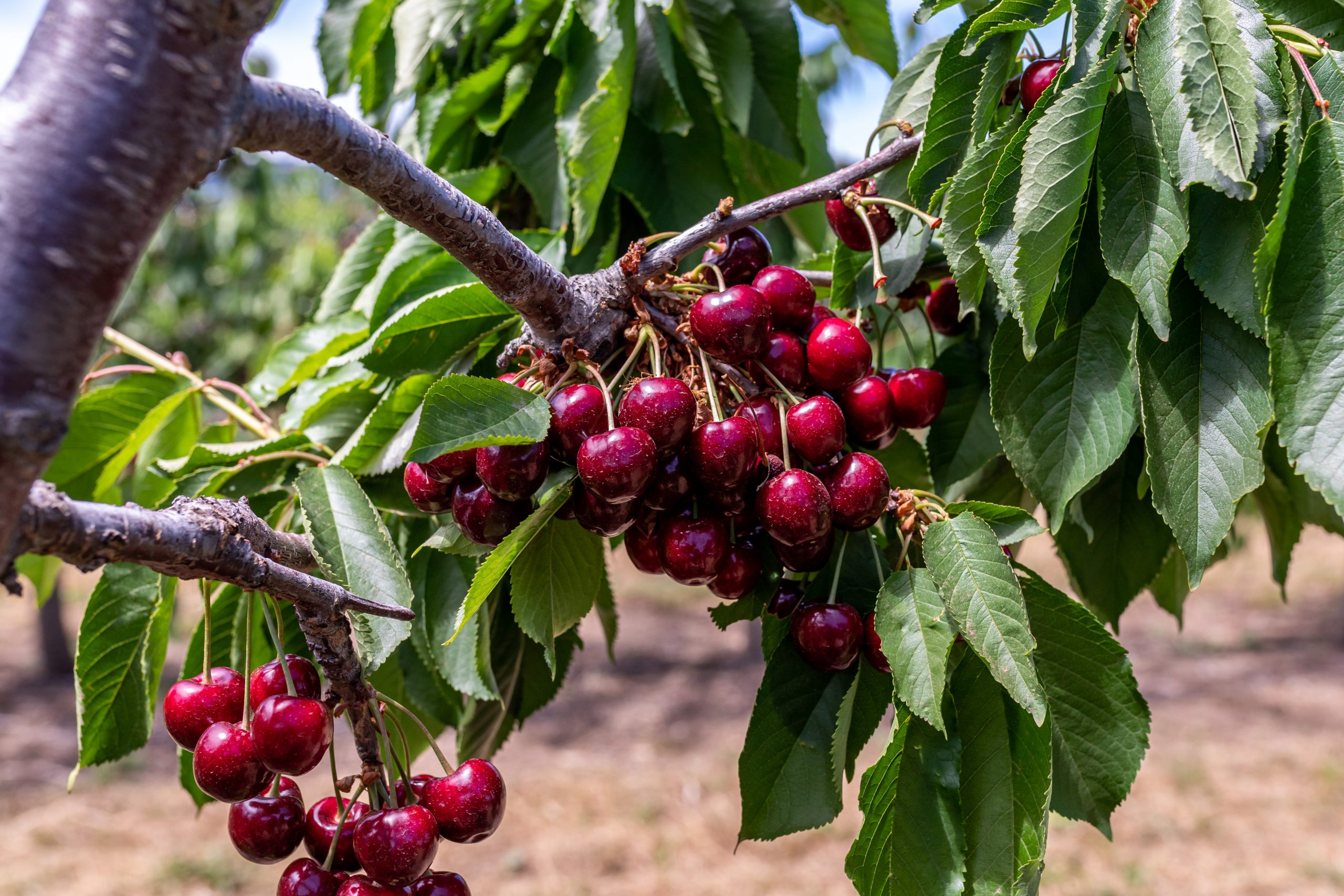 A Closer Look: Not much can hold back cherry summer 