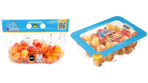 Stemilt kicks off Rainier cherry season
