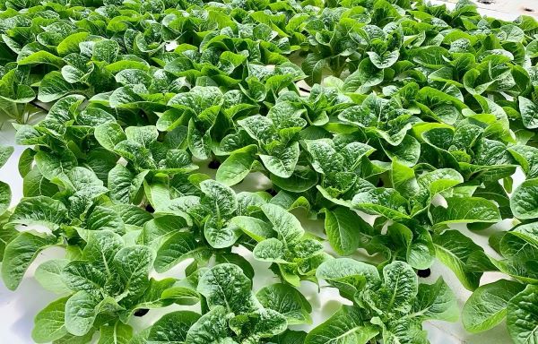 Greenway Farms partners with Sollum Technologies to enhance lettuce production