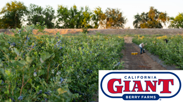 California Giant reports higher volumes of Pacific Northwest blueberries