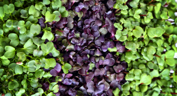AeroFarms and Harris Teeter team up for microgreens