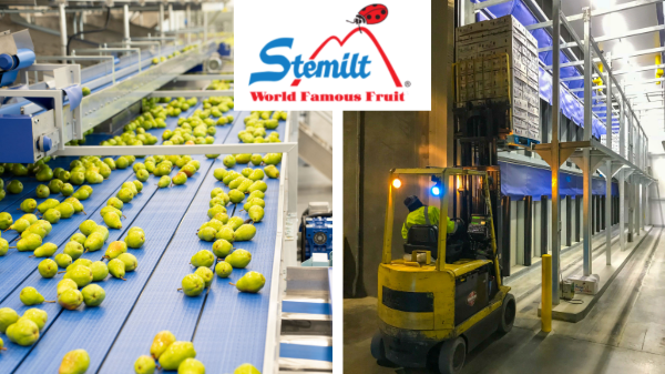 Stemilt to start pear season with new packing line, ripening program, and category investment