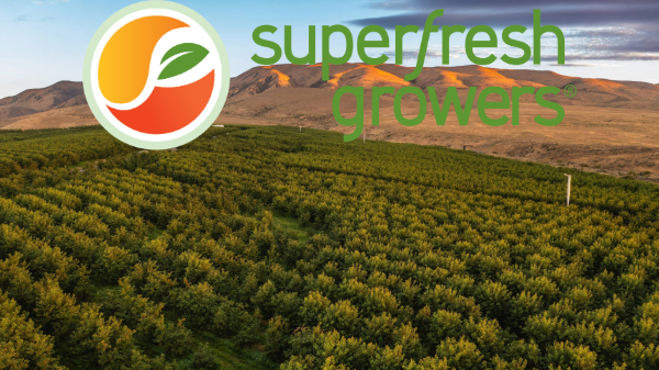 Superfresh Growers partners with Festival Foods on record-breaking cherry display