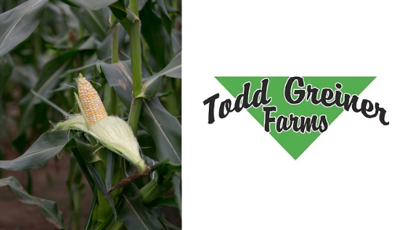 Todd Greiner Farms to start sweet corn season