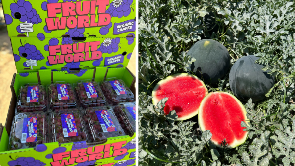 Creekside Organics now shipping peak volume organic melons and grapes