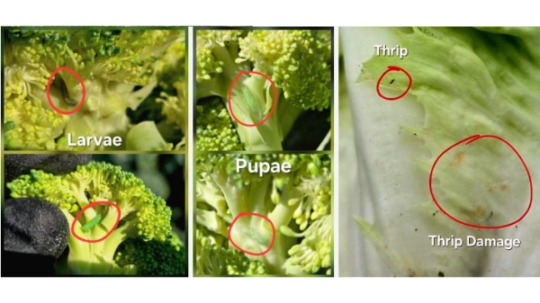 Pest pressure affects quality, volume of California vegetables