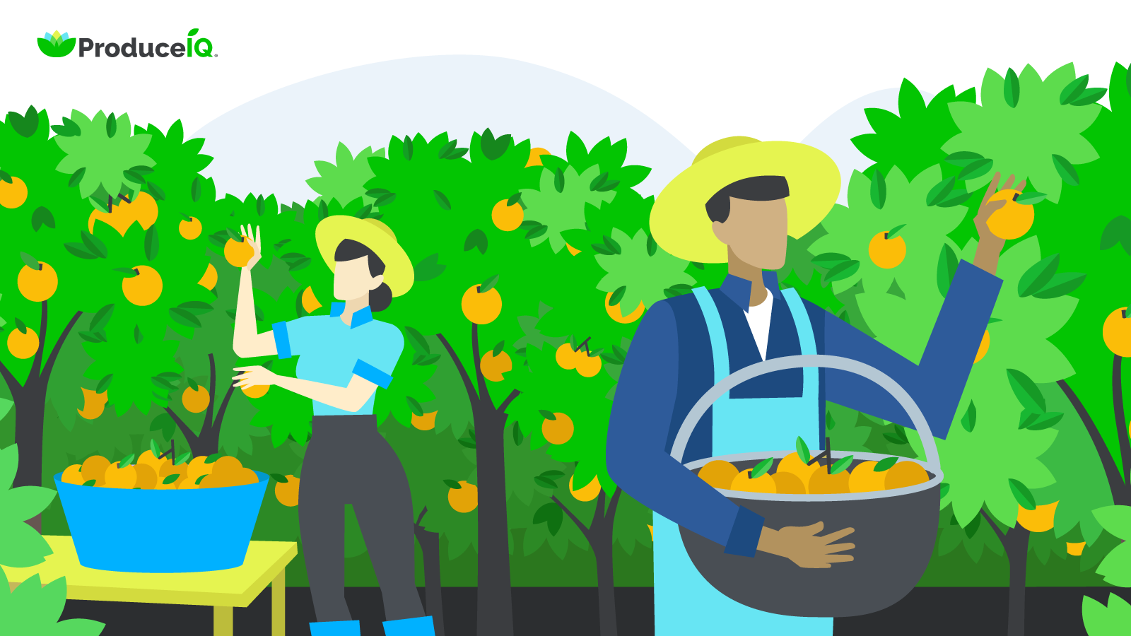 ProduceIQ: Labor Day week brings high citrus costs, lower lettuce