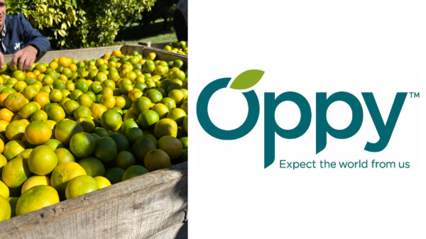 Oppy reports strong volume for import citrus season