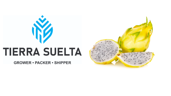 Golden dragon fruit now available from Tierra Suelta