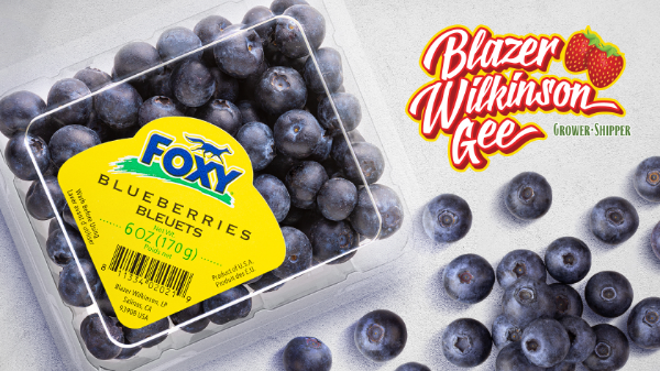 Blazer Wilkinson Gee starts Foxy brand import blueberry season