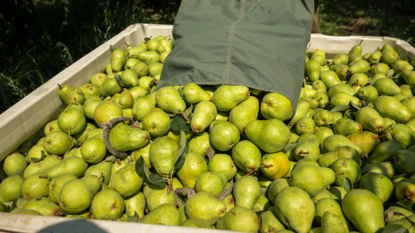 Superfresh Growers targets missing pear demographic