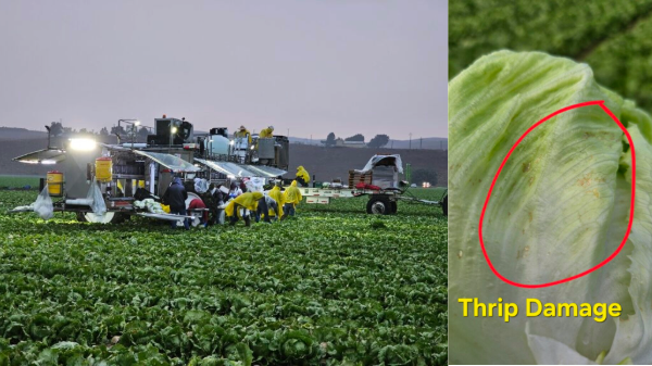 Lettuce supplies tight, prices high as crop transitions to desert