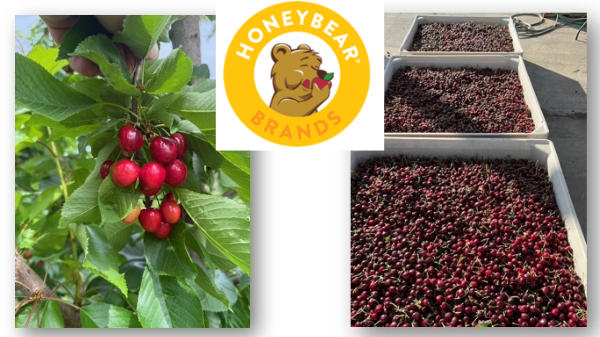 Honeybear Brands starts Chilean cherry season
