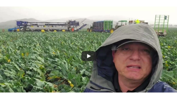 Rain delays harvests in Arizona and California growing regions