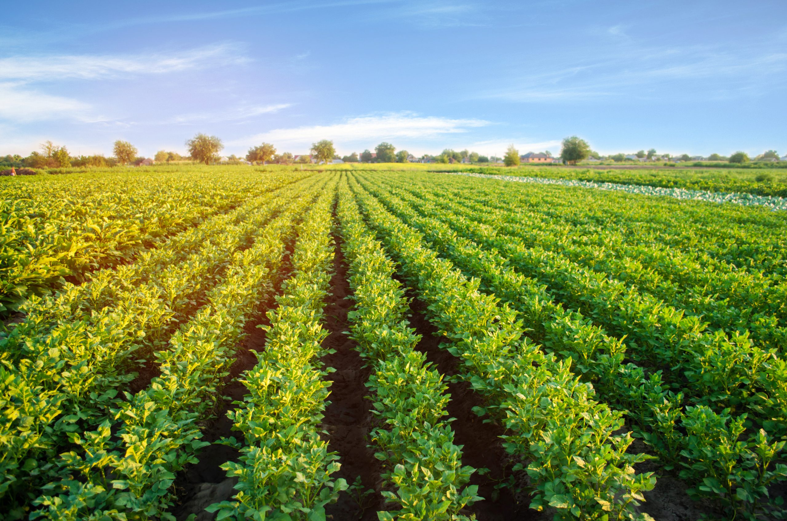 Spotlight on Root Vegetables: Resilient and Trendy