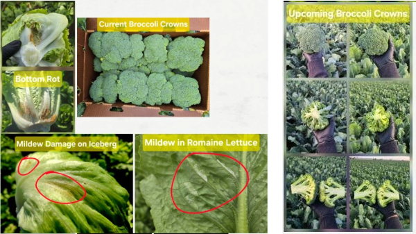 Desert broccoli and lettuce quality improves