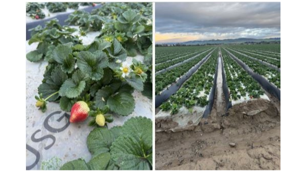 California rain to limit strawberry volume