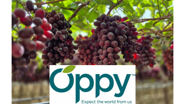 Oppy expands import grape program with Dole