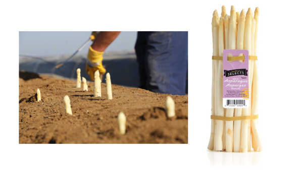 Southern Specialties showcases stock of white asparagus for the holidays